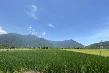宜蘭南澳水稻田間觀察