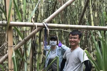 南投白甘蔗田間試驗