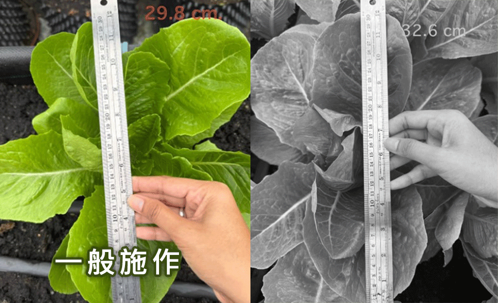 Indian jujube trial results