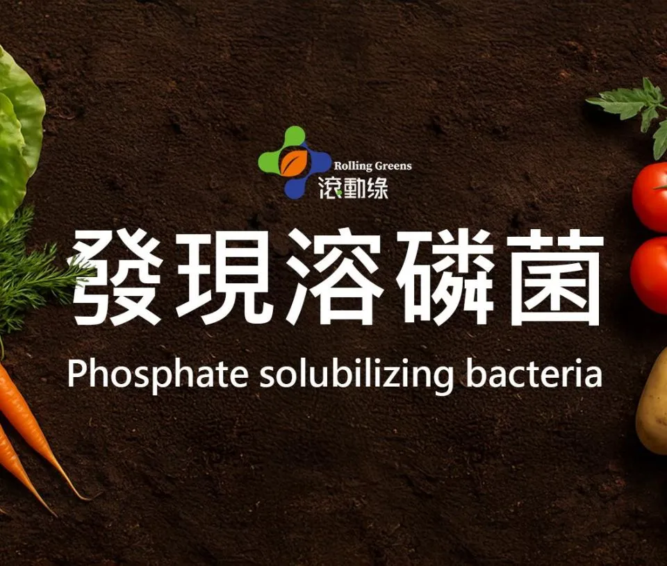 [RichFarm Academy] Discovering Phosphate-Solubilizing Bacteria