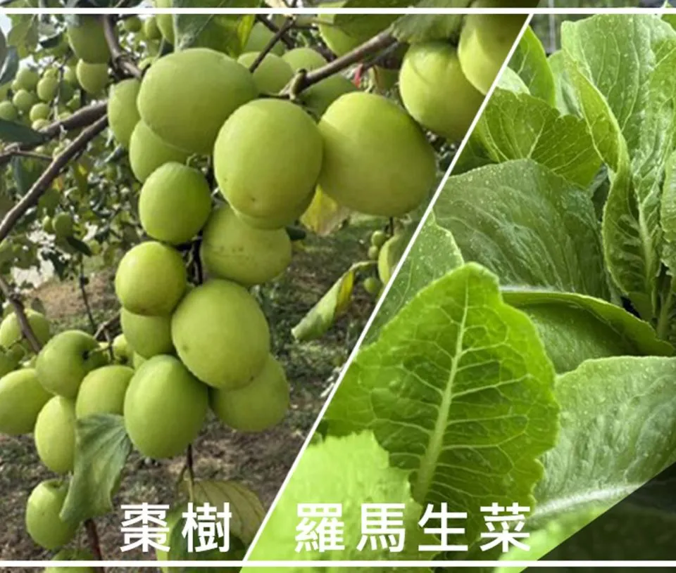 從棗樹到生菜全面突破：滾動綠微生物產品在泰國試驗表現驚艷