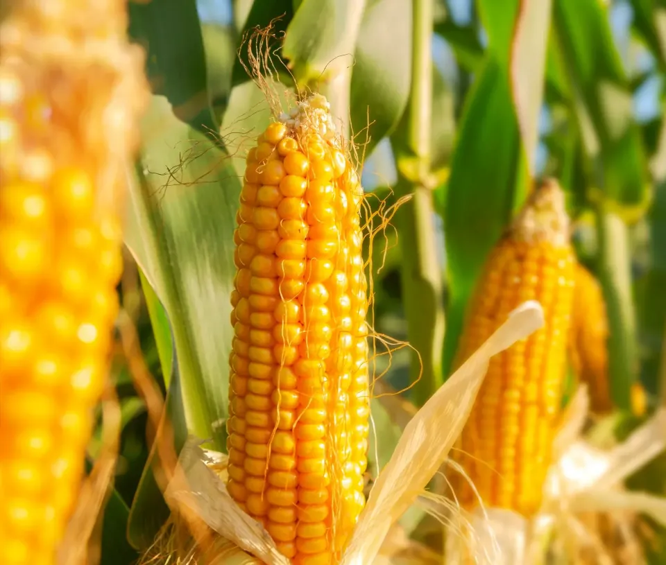 玉米不只是糧食，更是價值作物 — 滾動綠助玉米增產增值！